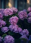 ||~Hydrangeas~||