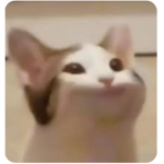Pop cat is boss