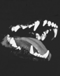 Fangs in dusk