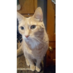 My Cat!!!