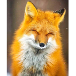 Forest animals