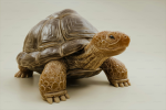 Clan Tortuga