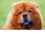 Puffly Lion Games