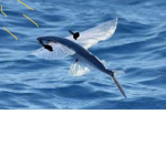 The flying fish