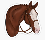 Quinn’s horse group