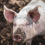 the best pig