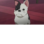 French bulldog world