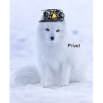 The Panzer Foxes