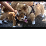 Nom nom nom nom nom
