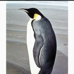 The penguin tribe(penguins only)