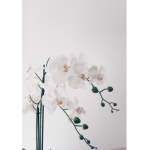 Wilted Orchid