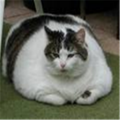 ### cat Roblox decal