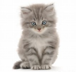 The Offical Kitties
