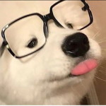 bark ruff bark