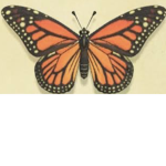 Coco.butterfly