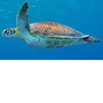 TURTLESsSsSssSsS GROUPpPP