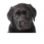 The,dog
