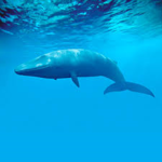 BLUE WHALE 'D