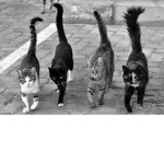 TheCute group