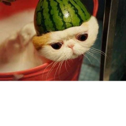 Cat Temple