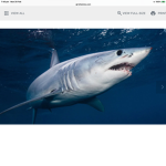 Sharks are very dangerous