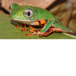 tOaDs AnD fRoGs