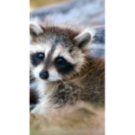Very important raccoon Club