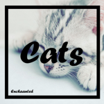 ♥ Cats ♥