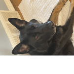 Sussy dog group