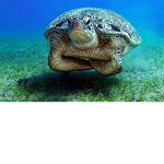 Turtle's Paradise