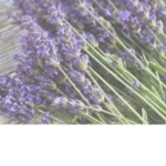 Lavender cow cafe