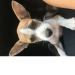 Puppy’s life fam