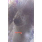 it the Battle puppy