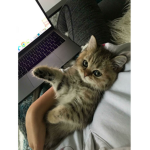 Marsie ("