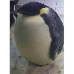 Town Of The Penguins