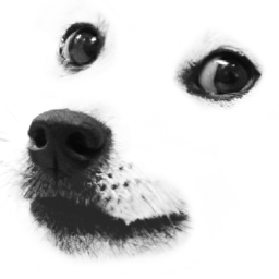 Doge Obby
