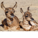 KKP herd