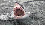 poke_sharks group