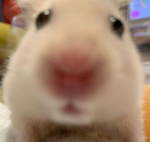 [오하의 그룹]