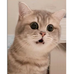Little cats with Kawaii