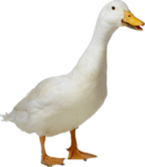 The little goofy funny ducks