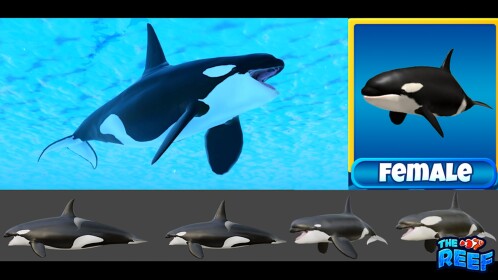 ⚪️ ORCA ⚫️ |🐠🪸 Rạn san hô 