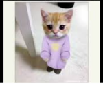 El Gato is cool!
