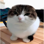 cat's silly games