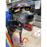 ***LGBTQ+***