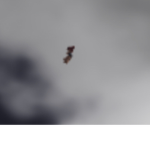 Owls sqUåd