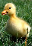 QUACK GANG!