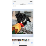 Kaitlyn group puppy