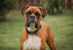 Dog group fan