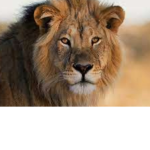 Lion love